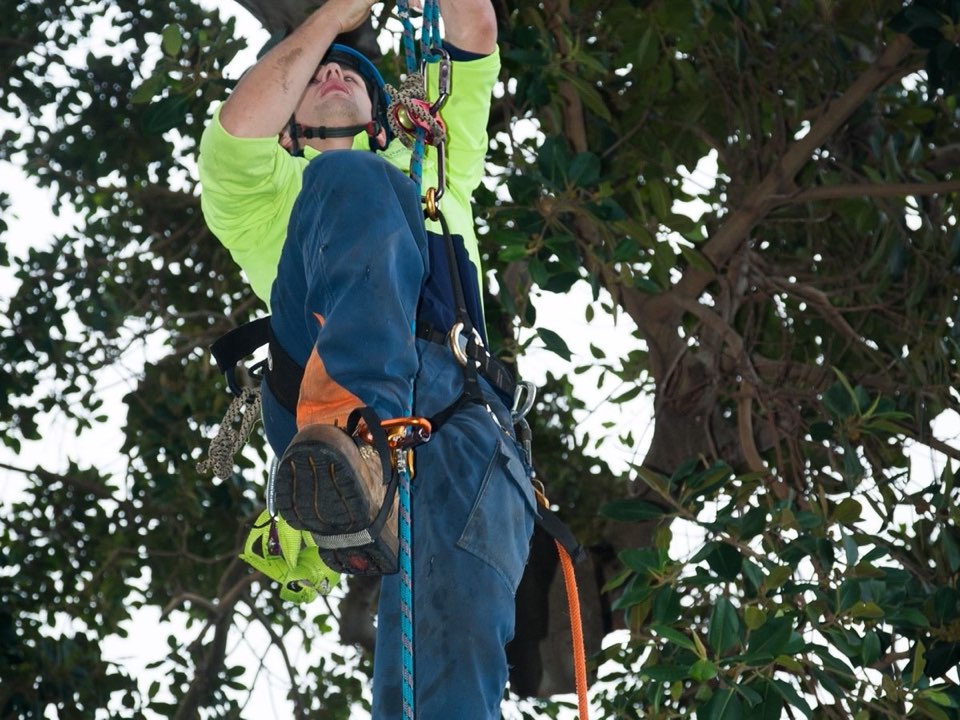 Qualified arborist working in a mature tree during an Enviro Trees UK survey in Norfolk