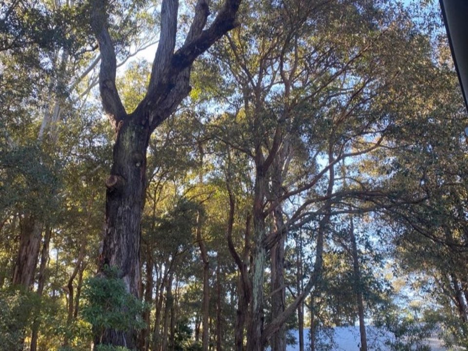 Mature trees in Norfolk parkland with a property visible in the background